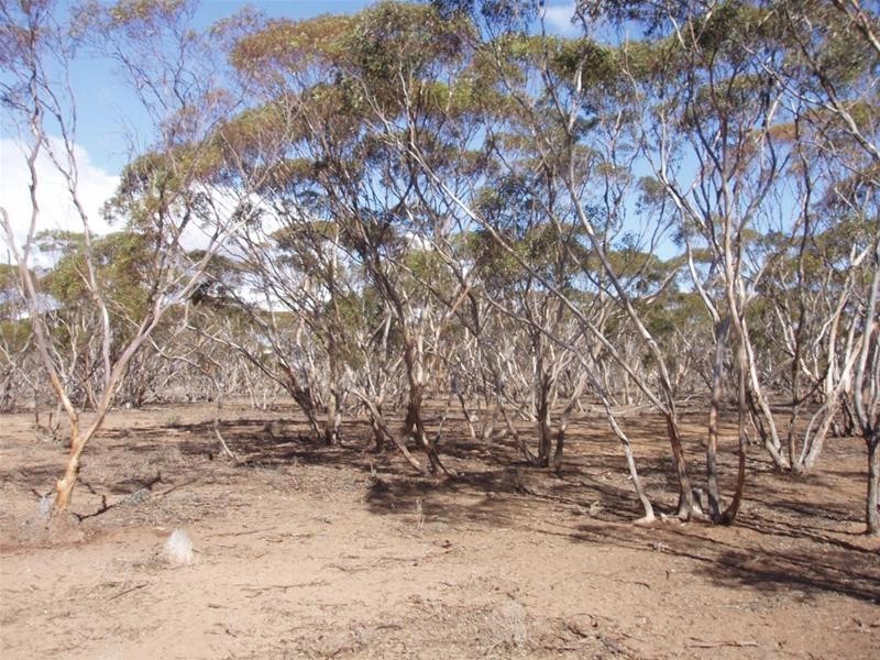 LOT 48 Gaston Road, Swan Reach SA 5354