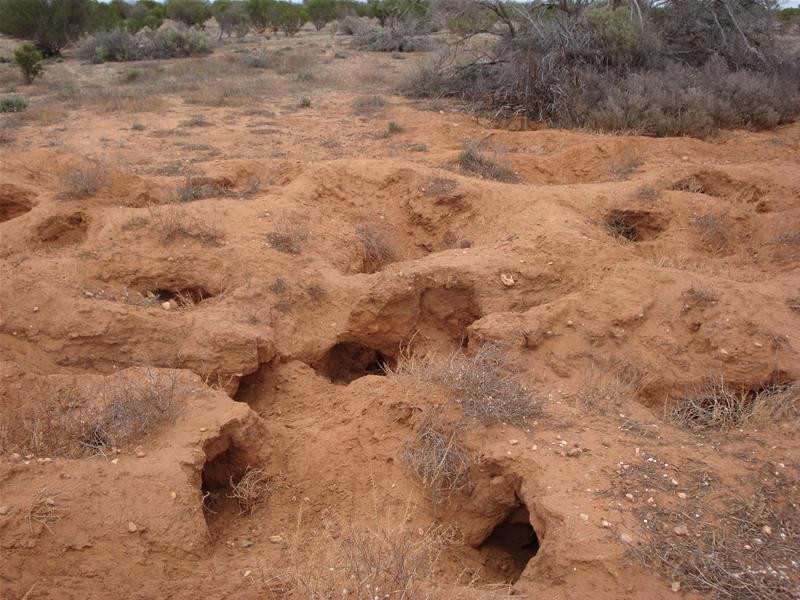 LOT 3 Hundred Of Ridley, Sunnydale SA 5354