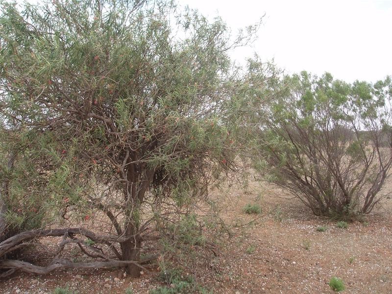 LOT 3 Hundred Of Ridley, Sunnydale SA 5354