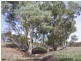 LOT 4 Black Hill Cambrai Road, Black Hill SA 5353