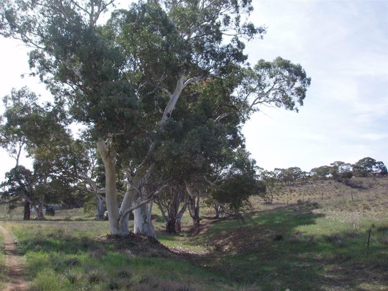 LOT 4 Black Hill Cambrai Road, Black Hill SA 5353