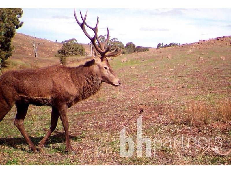 Lot 71, 306 Strachans Road, Springton SA 5235