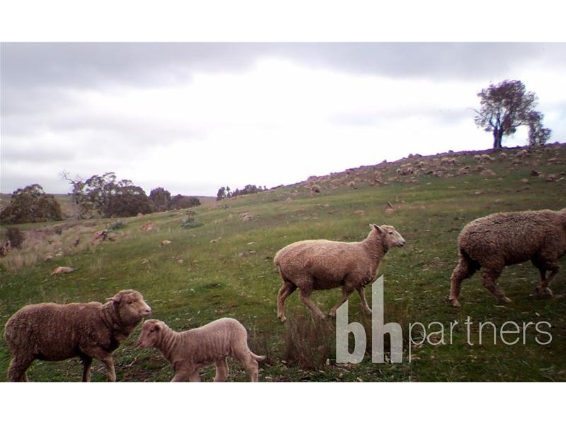 Lot 71, 306 Strachans Road, Springton SA 5235