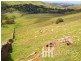 Lot 71, 306 Strachans Road, Springton SA 5235