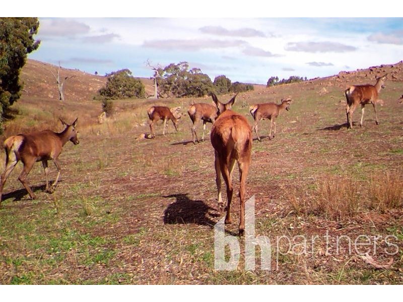 Lot 71, 306 Strachans Road, Springton SA 5235