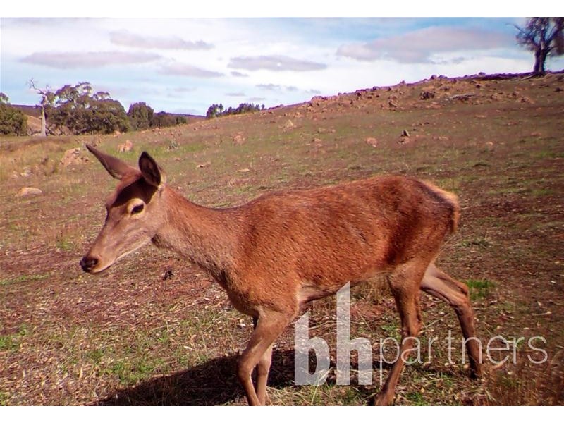 Lot 71, 306 Strachans Road, Springton SA 5235