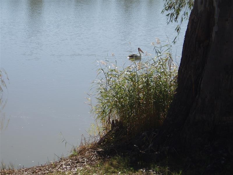 13 River Reserve Road, Swan Reach SA 5354