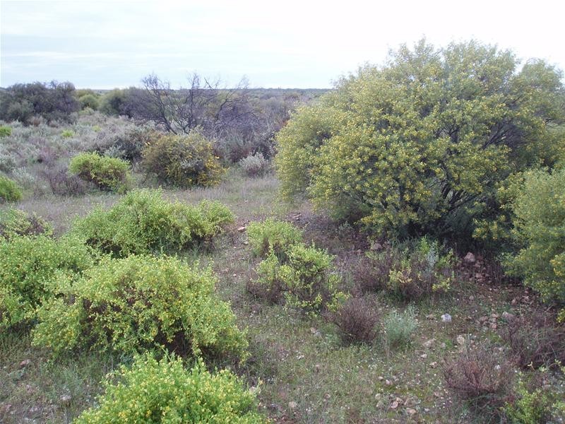 206 Bedrock Road, Swan Reach SA 5354