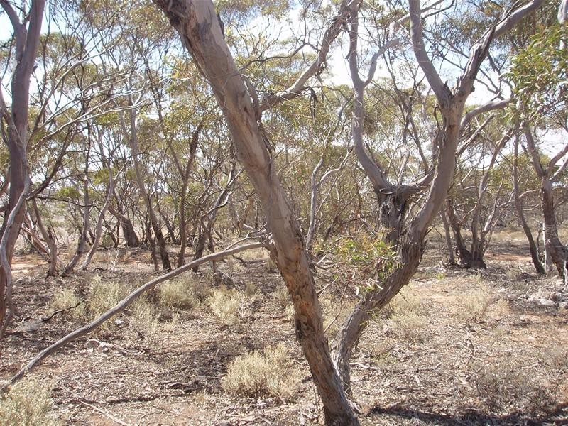 Section 206 Hundred Of Ridley, Black Hill SA 5353