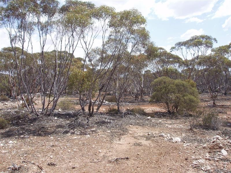 Section 206 Hundred Of Ridley, Black Hill SA 5353