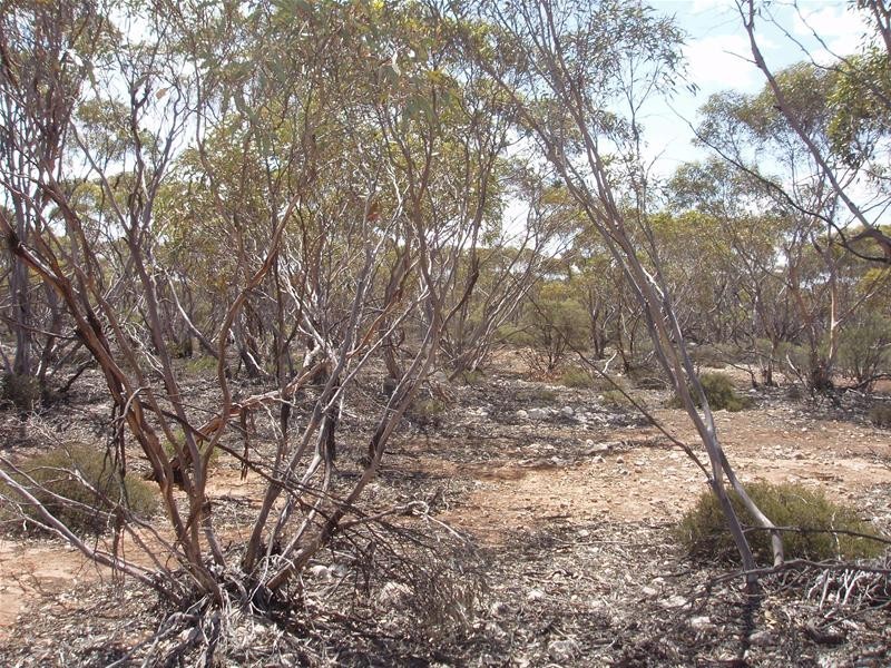 Section 206 Hundred Of Ridley, Black Hill SA 5353