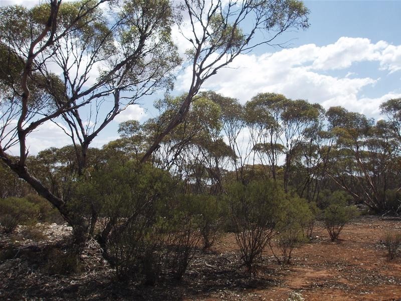 Section 206 Hundred Of Ridley, Black Hill SA 5353