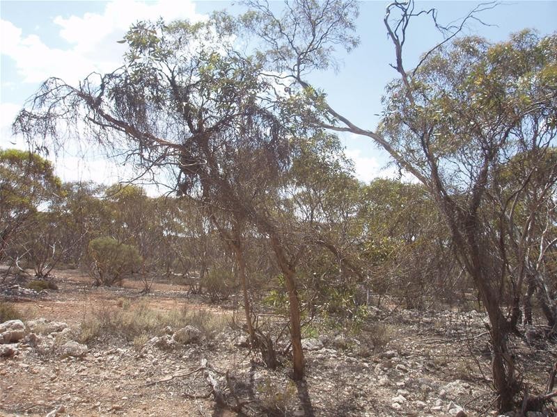 Section 206 Hundred Of Ridley, Black Hill SA 5353