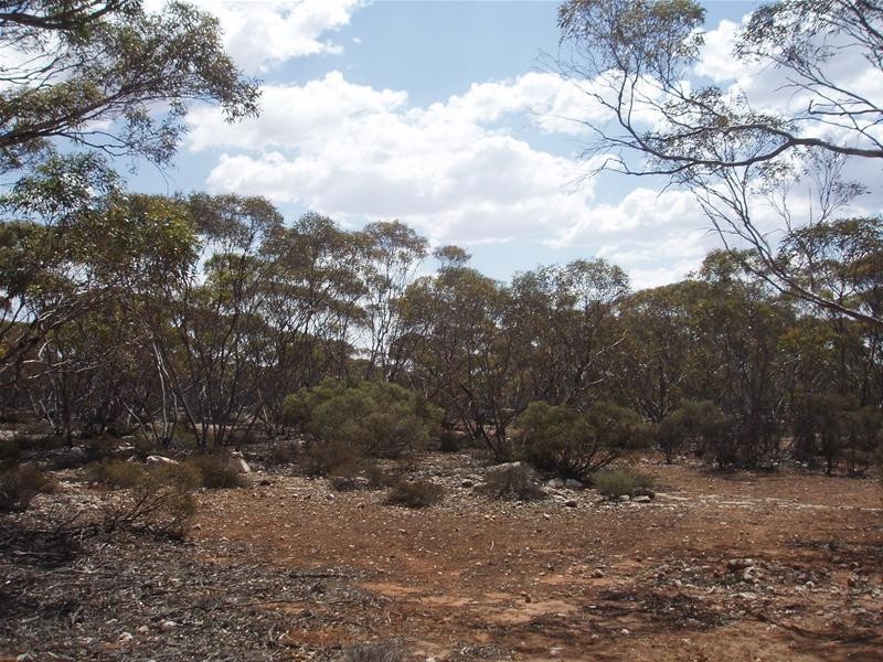 Section 206 Hundred Of Ridley, Black Hill SA 5353