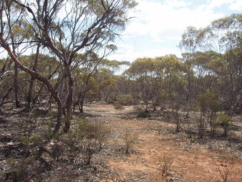 Section 206 Hundred Of Ridley, Black Hill SA 5353