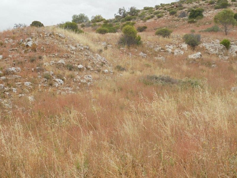 Section 501 East Front Road, Younghusband SA 5238