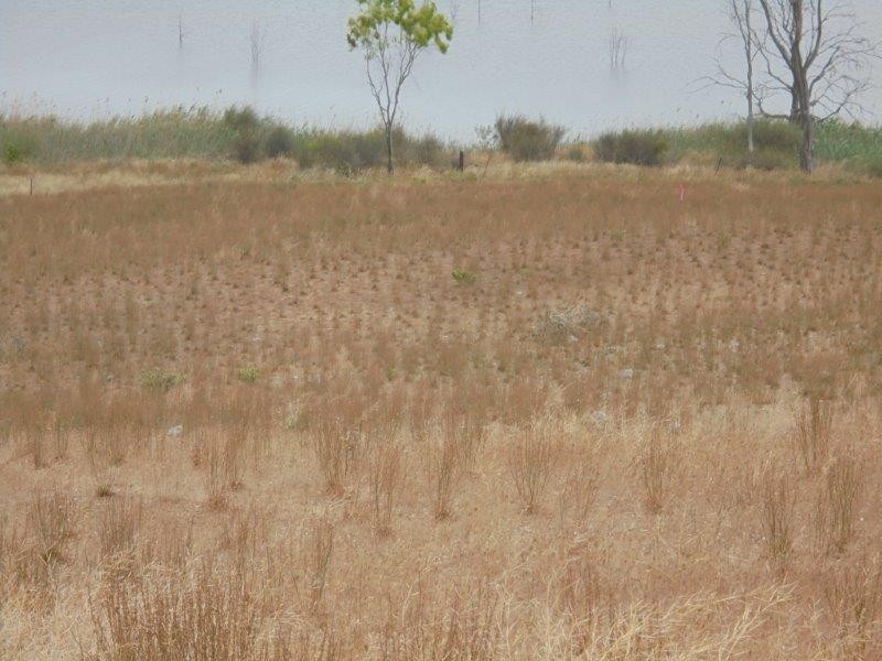 Section 501 East Front Road, Younghusband SA 5238