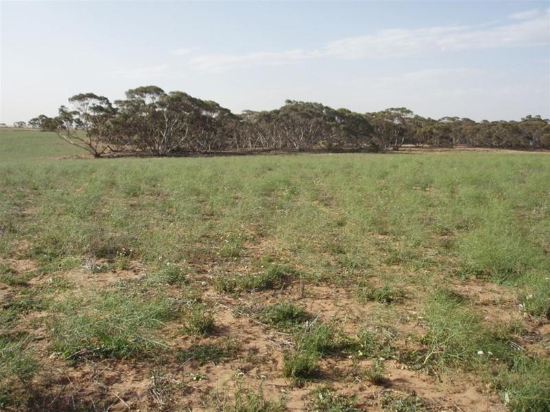 Lot 1 Claypans Road, Copeville SA 5308