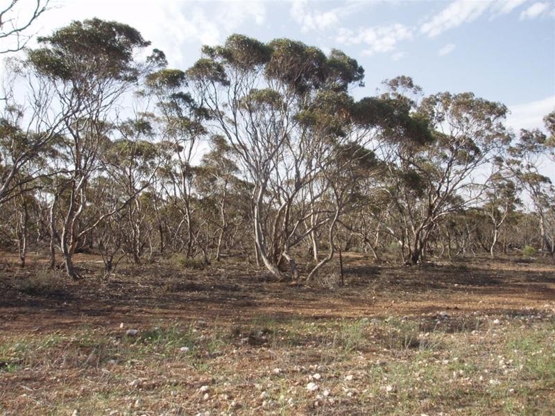 Lot 1 Claypans Road, Copeville SA 5308