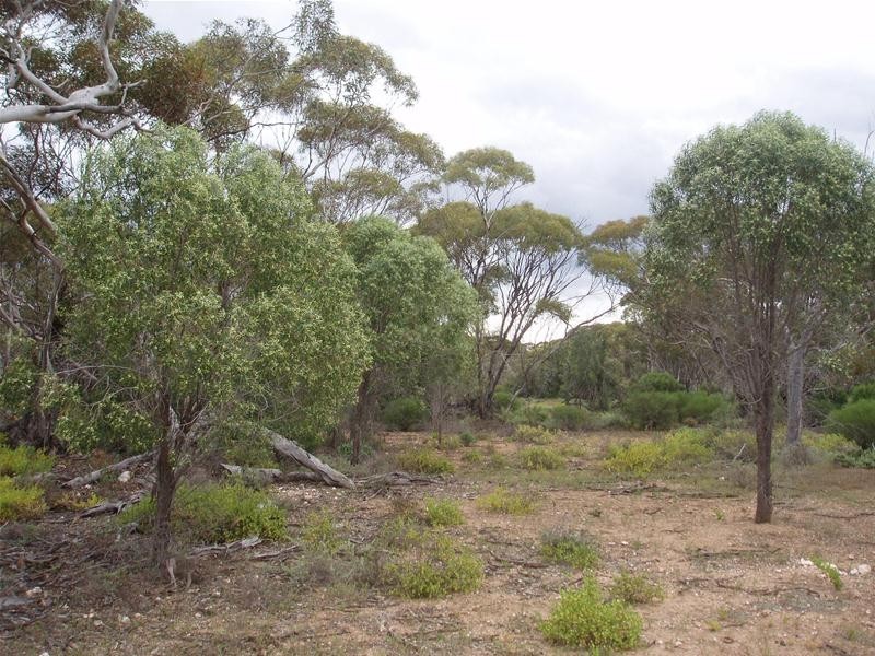 Section 89 Yookamurra Road, Swan Reach SA 5354