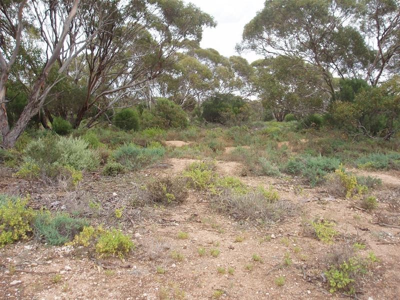 Section 89 Yookamurra Road, Swan Reach SA 5354