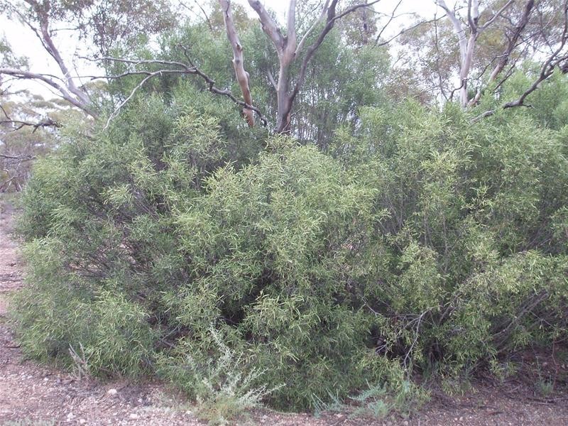 Section 89 Yookamurra Road, Swan Reach SA 5354