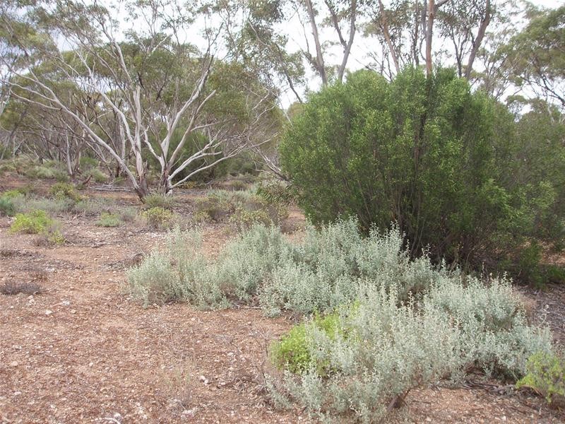 Section 89 Yookamurra Road, Swan Reach SA 5354