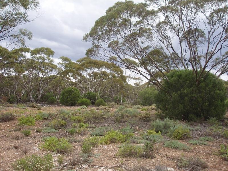 Section 89 Yookamurra Road, Swan Reach SA 5354