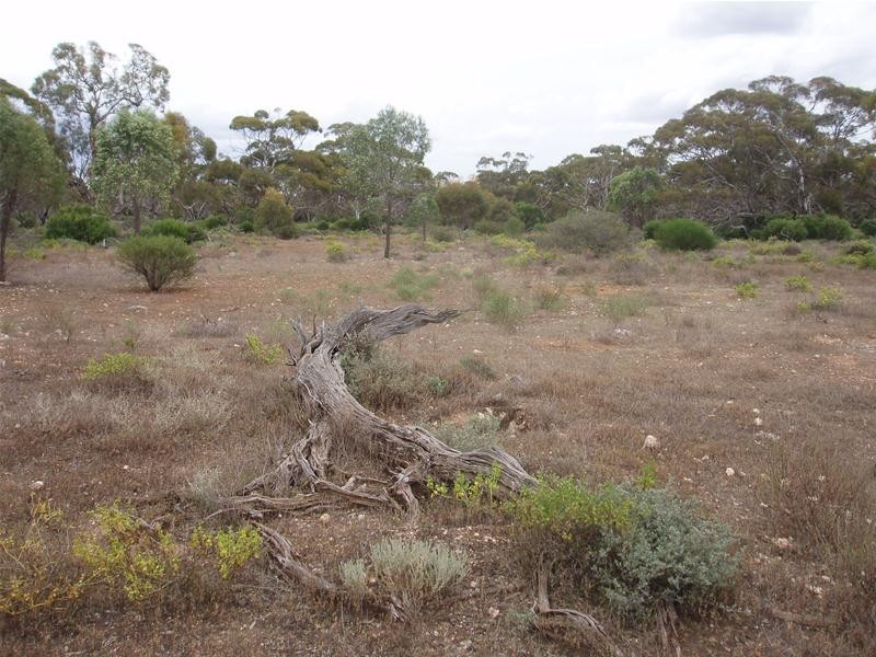 Section 89 Yookamurra Road, Swan Reach SA 5354