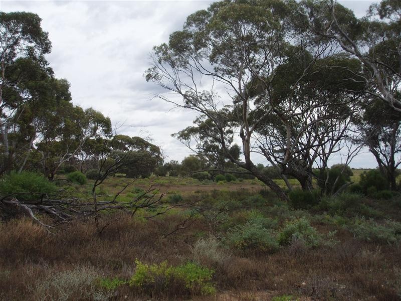 Section 89 Yookamurra Road, Swan Reach SA 5354