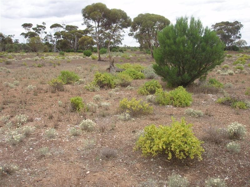 Section 89 Yookamurra Road, Swan Reach SA 5354