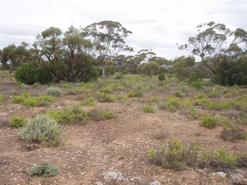 Section 89 Yookamurra Road, Swan Reach SA 5354