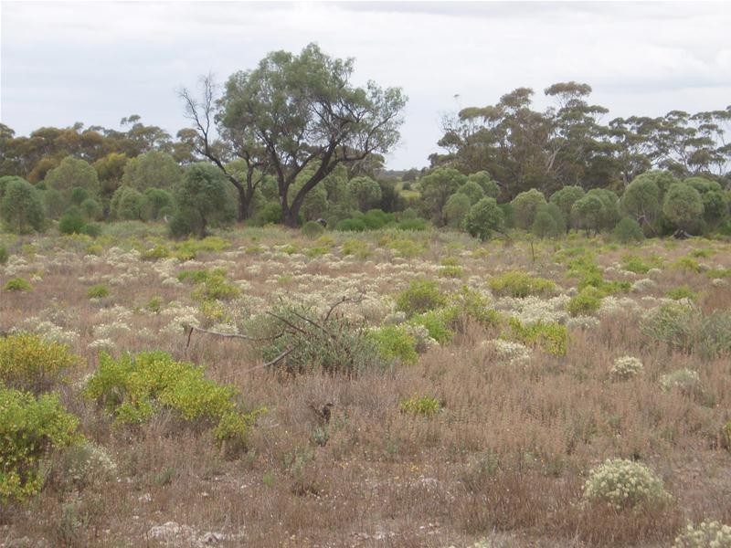 Section 89 Yookamurra Road, Swan Reach SA 5354