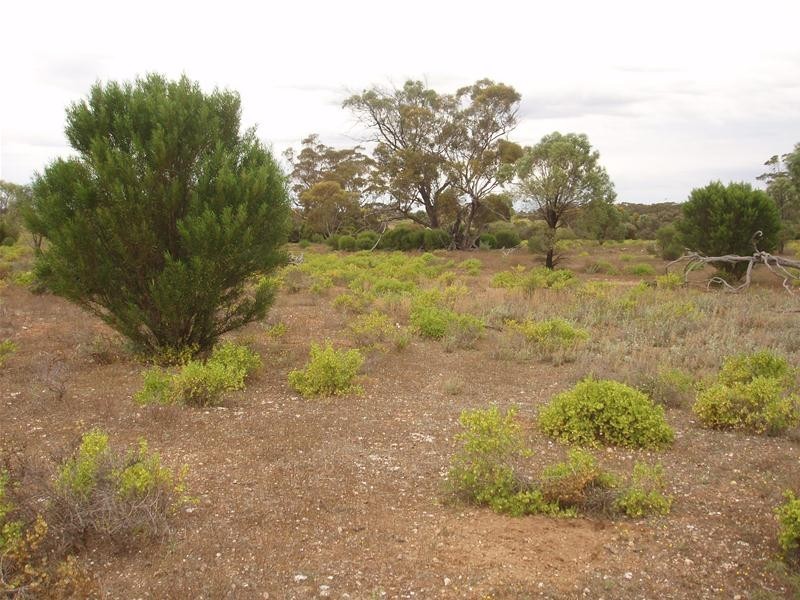 Section 89 Yookamurra Road, Swan Reach SA 5354