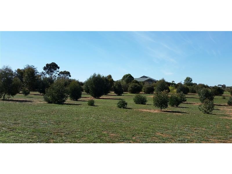 29 Dollard Avenue, Mannum SA 5238