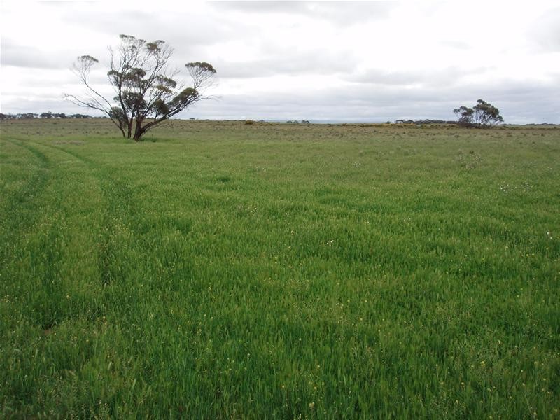 Section 258 Falkenberg Road, Black Hill SA 5353