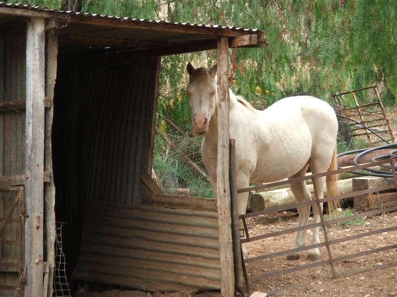 467 Purnong Road, Mannum SA 5238