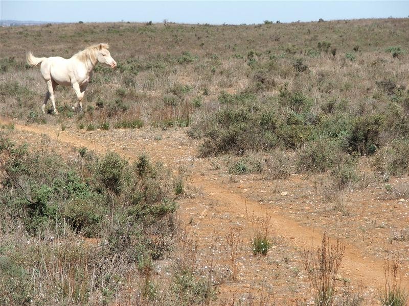 467 Purnong Road, Mannum SA 5238