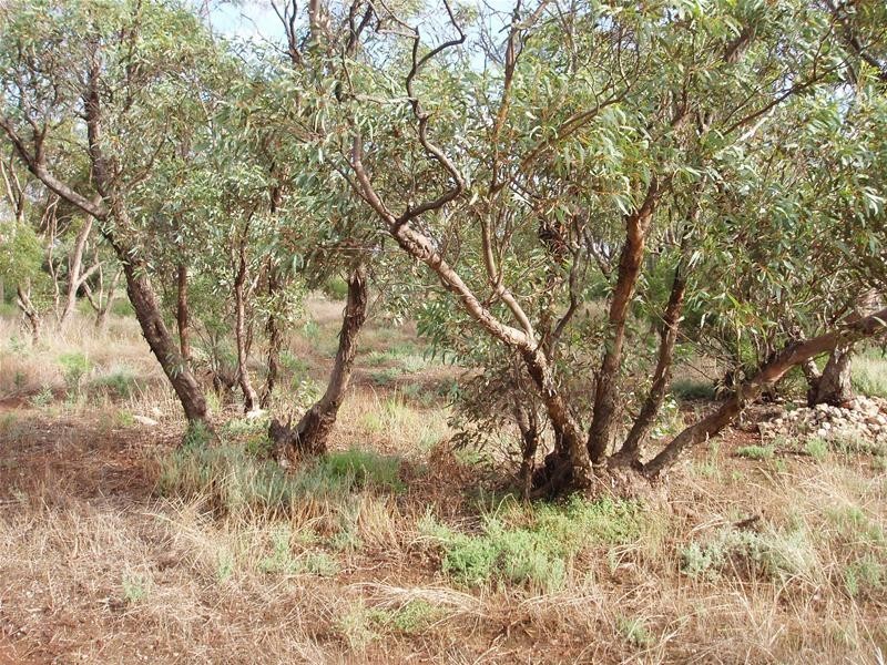 47-50 Swan Reach Road, Sedan SA 5353