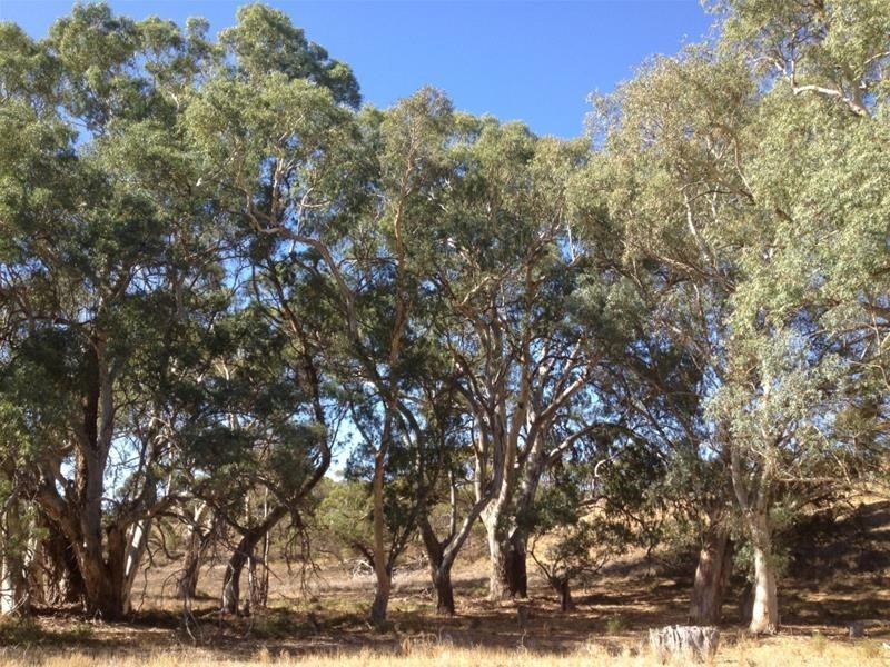 Lot 16 Marne River Road, Cambrai SA 5353