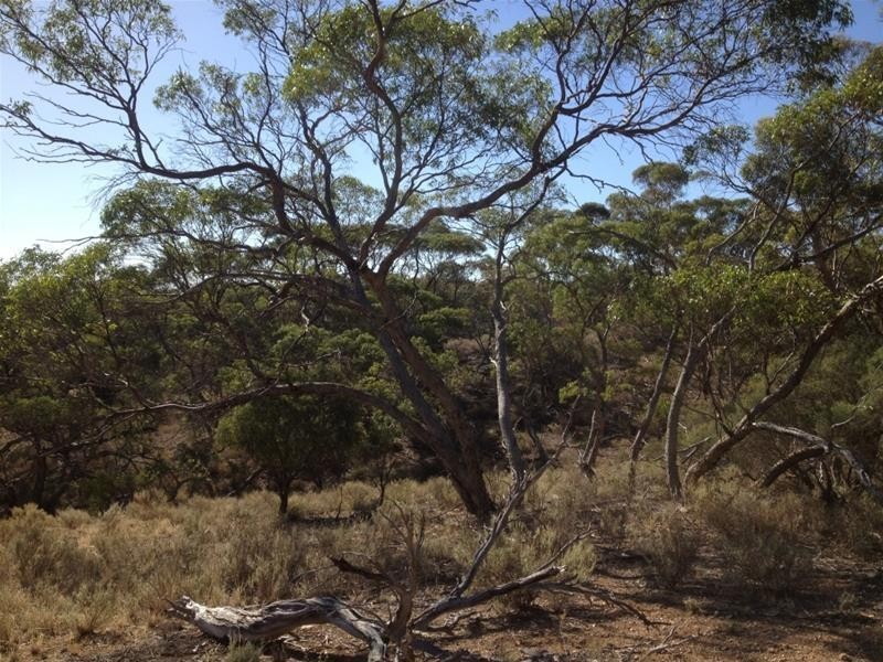 Lot 16 Marne River Road, Cambrai SA 5353