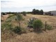 Lot 5 Greenways Road, Nildottie SA 5238