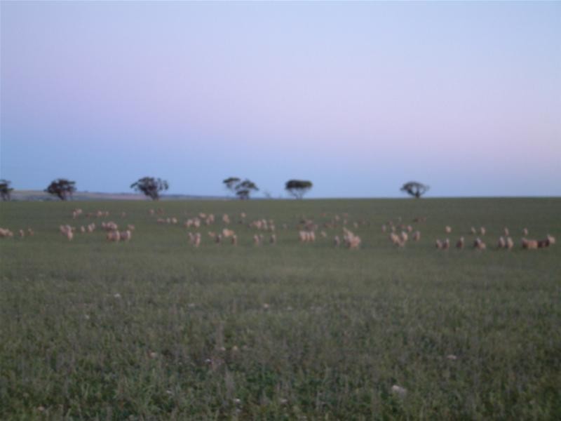 Lot 1, 2 and 3 / Sedan Road, Mannum SA 5238