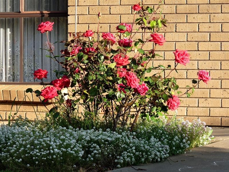 6 William Street, Mount Pleasant SA 5235