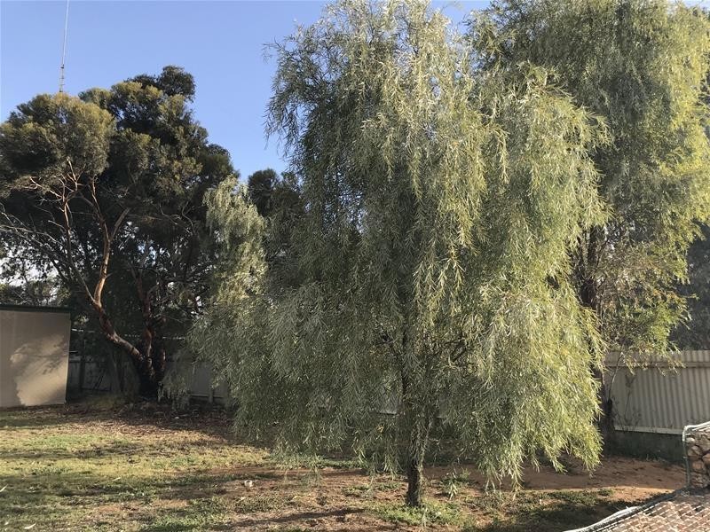 736 Black Hill Road, Cambrai SA 5353