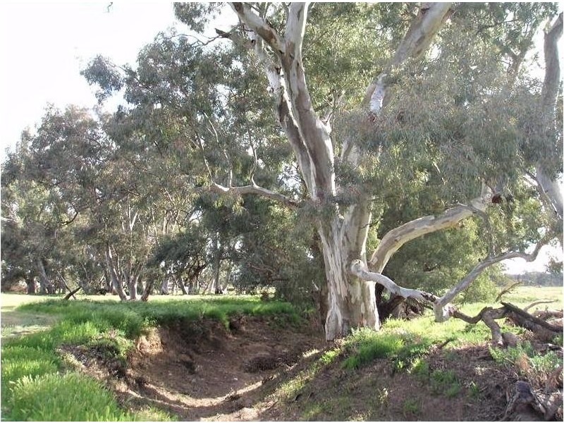 736 Black Hill Road, Cambrai SA 5353