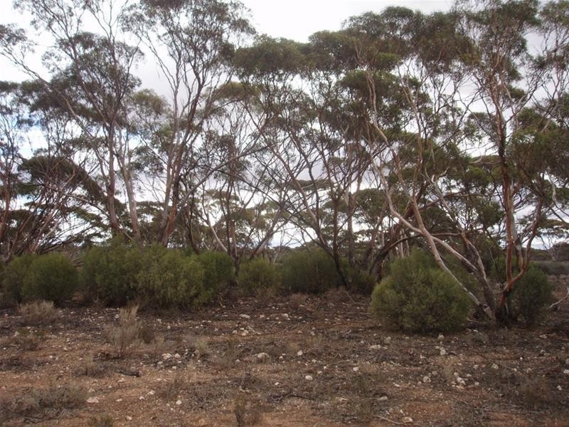 Lot 3 Frost Road Sandleton via, Sedan SA 5353