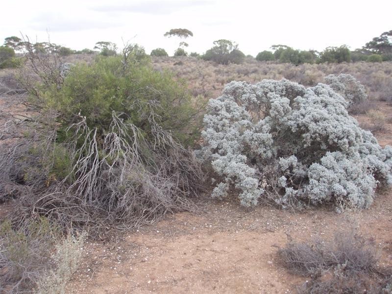 Lot 3 Frost Road Sandleton via, Sedan SA 5353