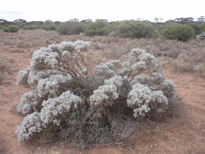 Lot 3 Frost Road Sandleton via, Sedan SA 5353