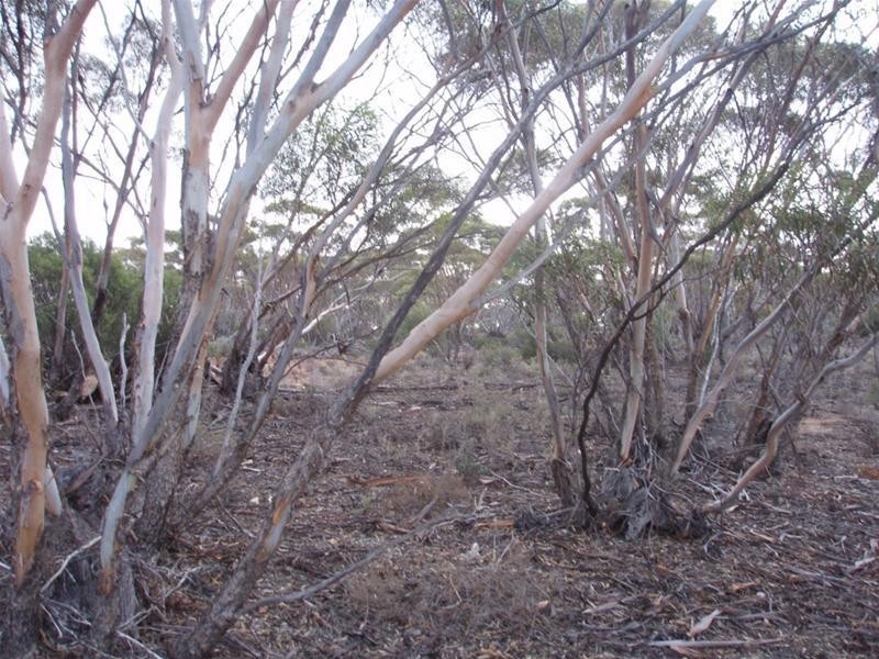 Lot 3 Frost Road Sandleton via, Sedan SA 5353